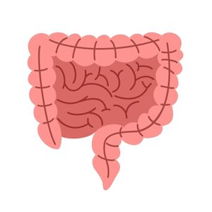 One of the 3 letter body parts is the gut.