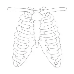 One of the 3 letter body parts is the rib.