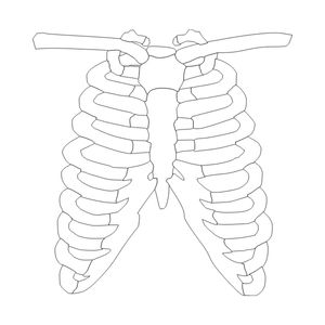 One of the 3 letter body parts is the rib.